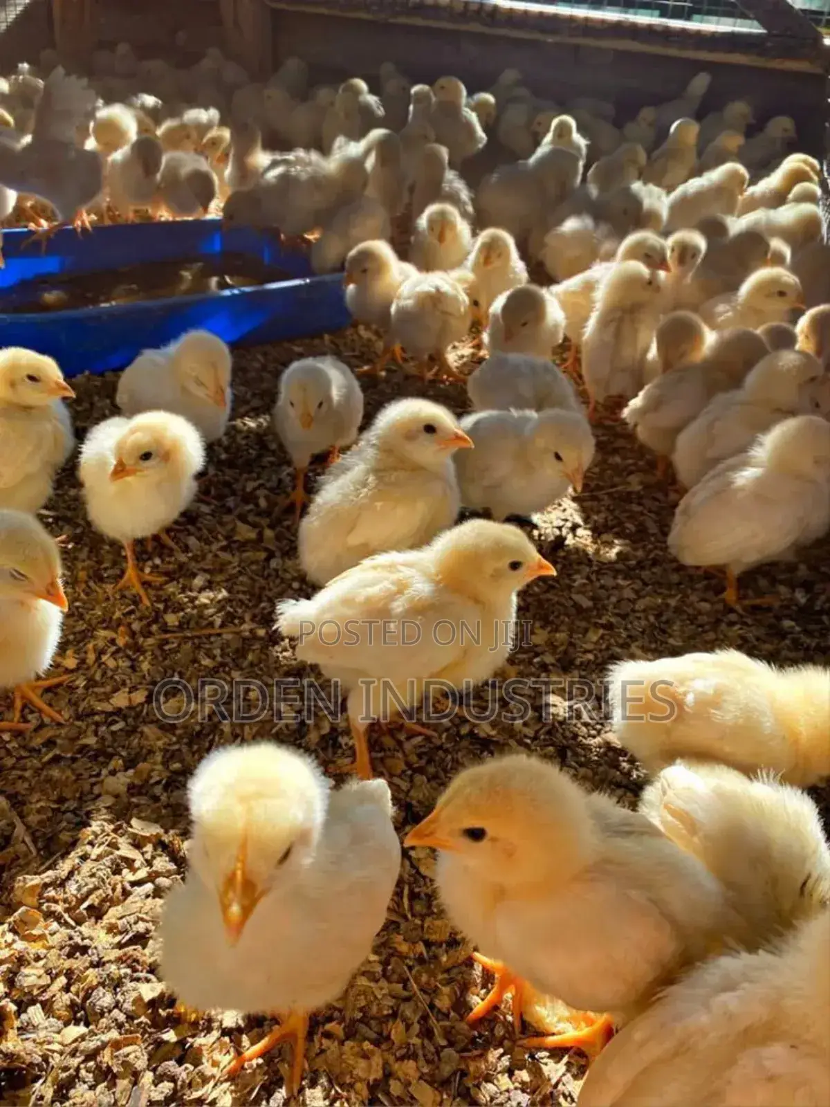 Broilers ( Day 1 Chicks )
