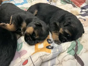 1-3 months Male Purebred German Shepherd