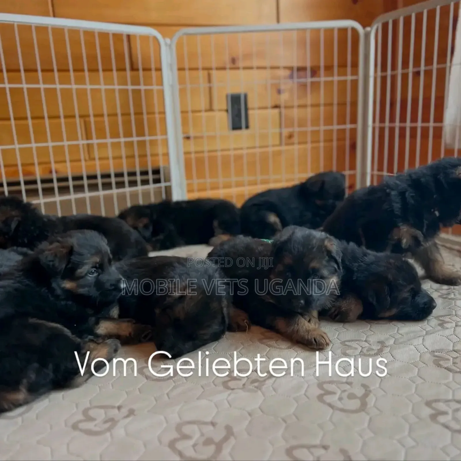 0-1 month Female Purebred German Shepherd
