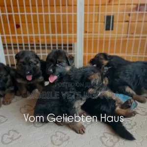 3-6 months Female Purebred German Shepherd