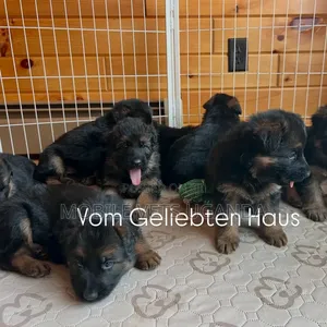 1-3 months Male Purebred German Shepherd