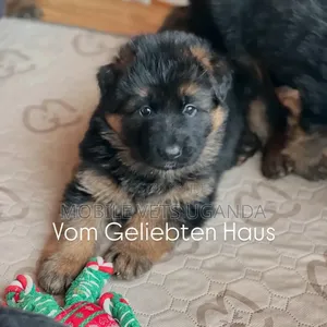 0-1 month Female Purebred German Shepherd