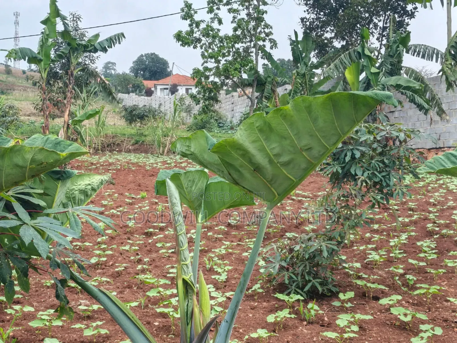 24 Decimals Plot of Land Seeta_gulama Off Jinja Rd