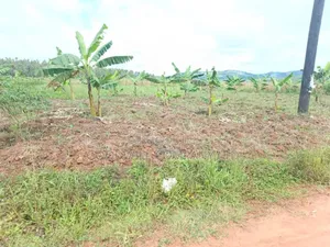 Half Acre Mukono_ntenjeru Bunakijja Village Marram Rd Katosi Rd