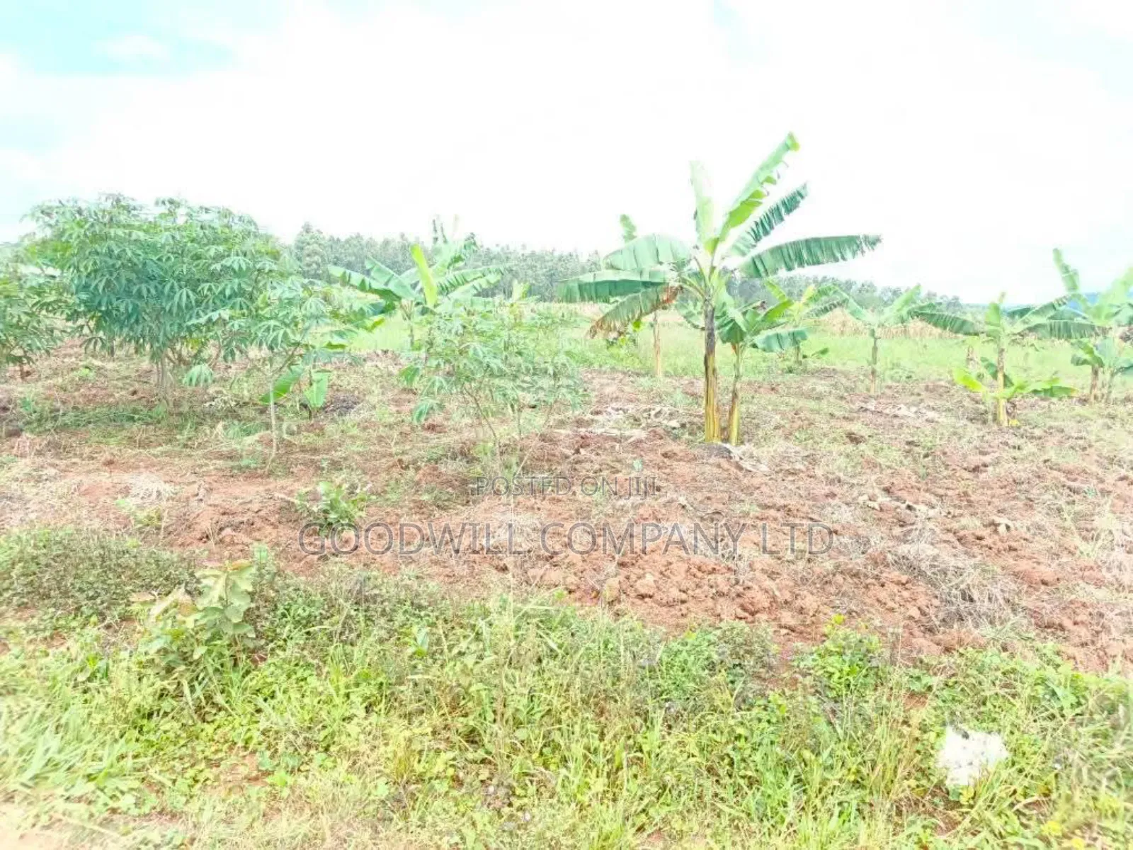 Half Acre Mukono_ntenjeru Bunakijja Village Marram Rd Katosi Rd