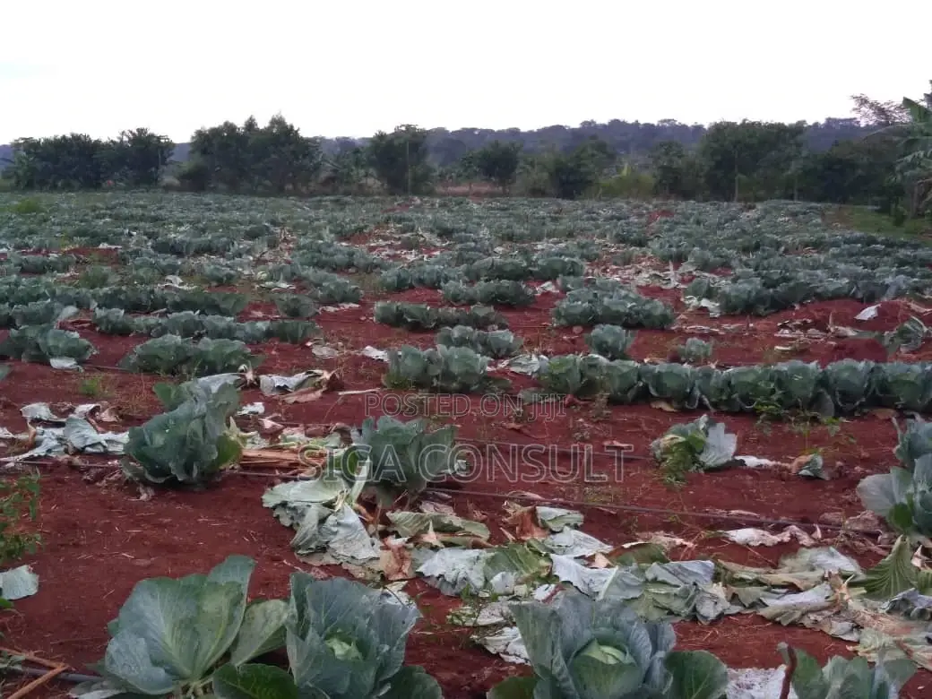 20 Acres of Private Mailo Fenced Farming Land on Sale in Kapeeka