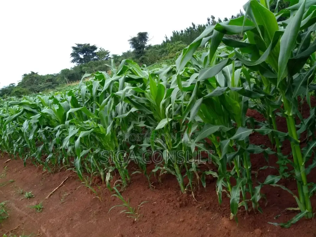 20 Acres of Private Mailo Fenced Farming Land on Sale in Kapeeka
