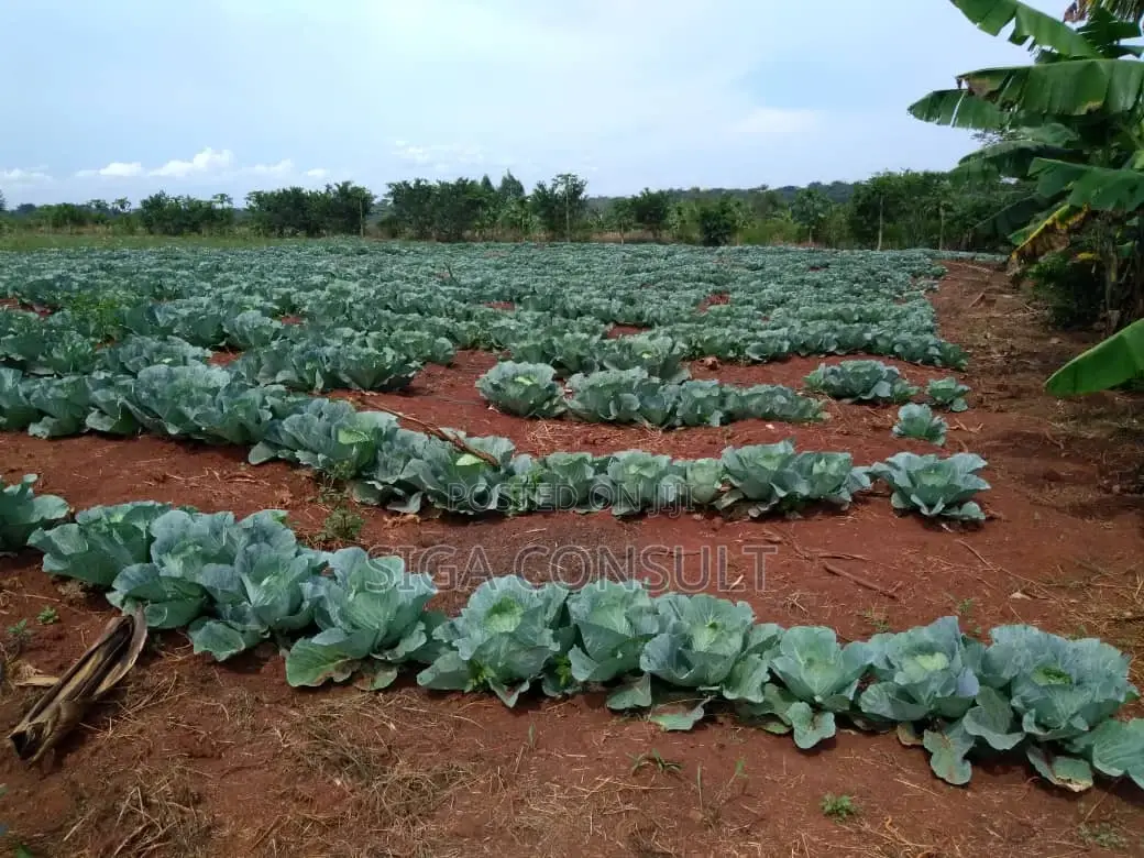 20 Acres of Private Mailo Fenced Farming Land on Sale in Kapeeka