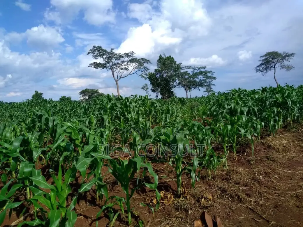 20 Acres of Private Mailo Fenced Farming Land on Sale in Kapeeka