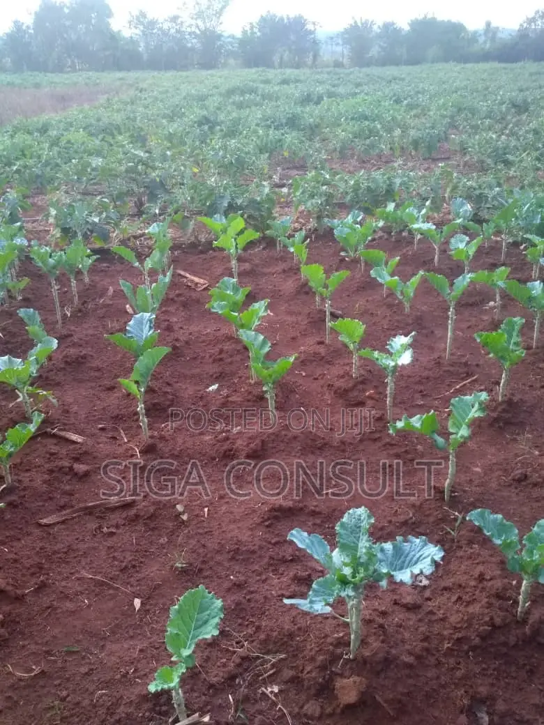 20 Acres of Private Mailo Fenced Farming Land on Sale in Kapeeka