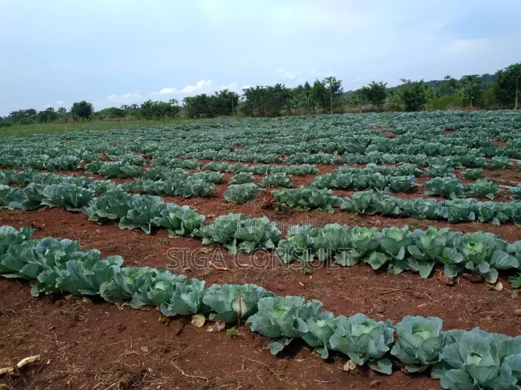 20 Acres of Private Mailo Fenced Farming Land on Sale in Kapeeka