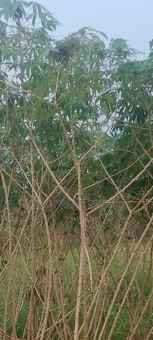 Farm Land for Sale in Gulu Koro