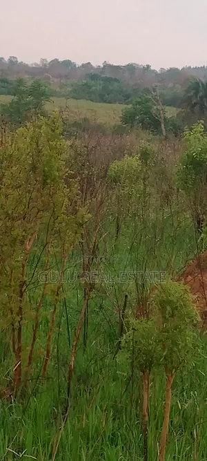 Farm Land for Sale in Gulu Koro