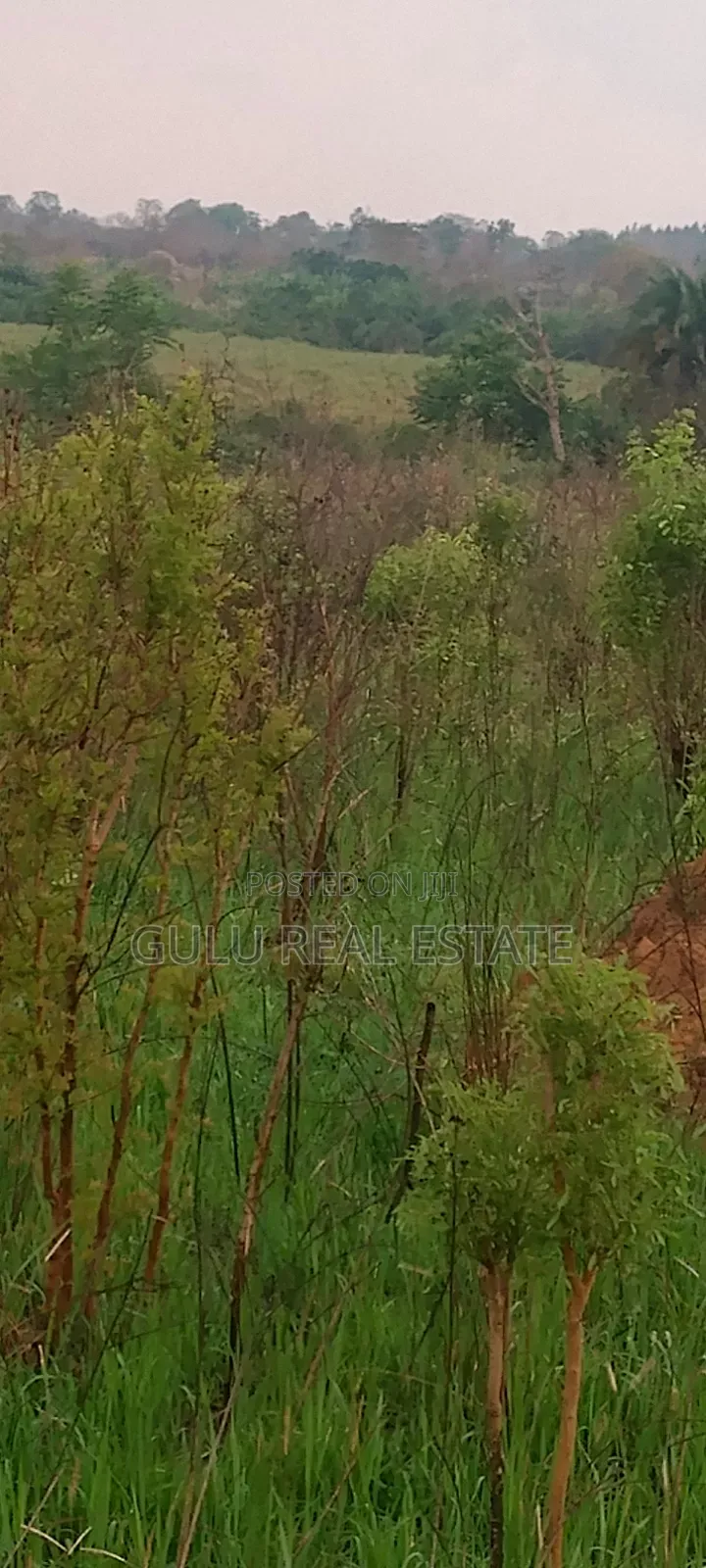 Farm Land for Sale in Gulu Koro