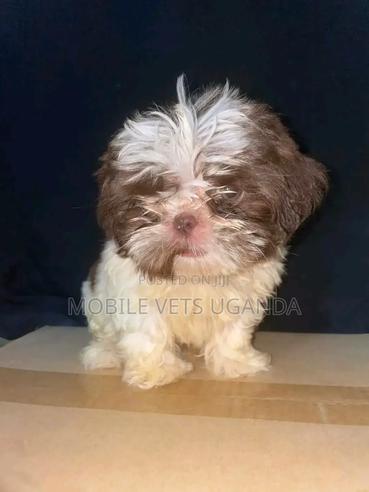 1-3 months Female Purebred Maltese