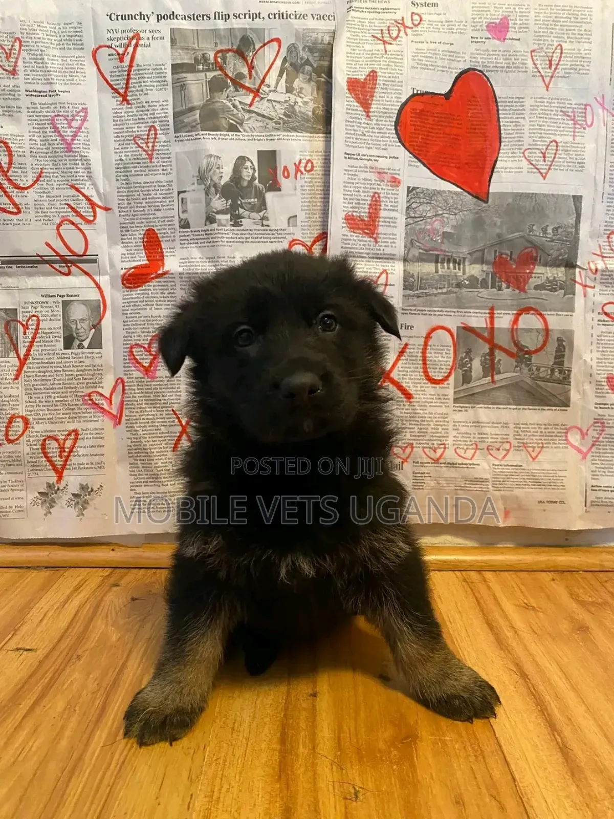 1-3 months Male Purebred German Shepherd
