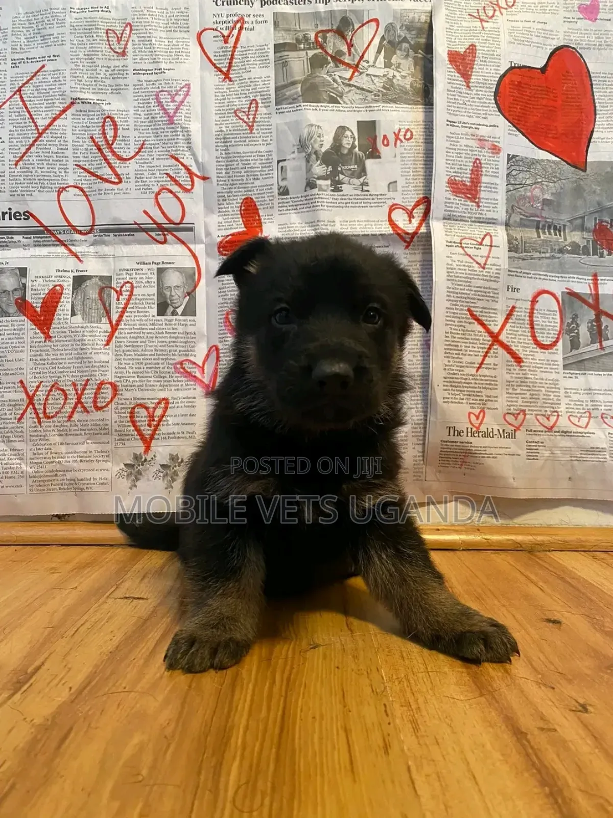 3-6 months Female Purebred German Shepherd
