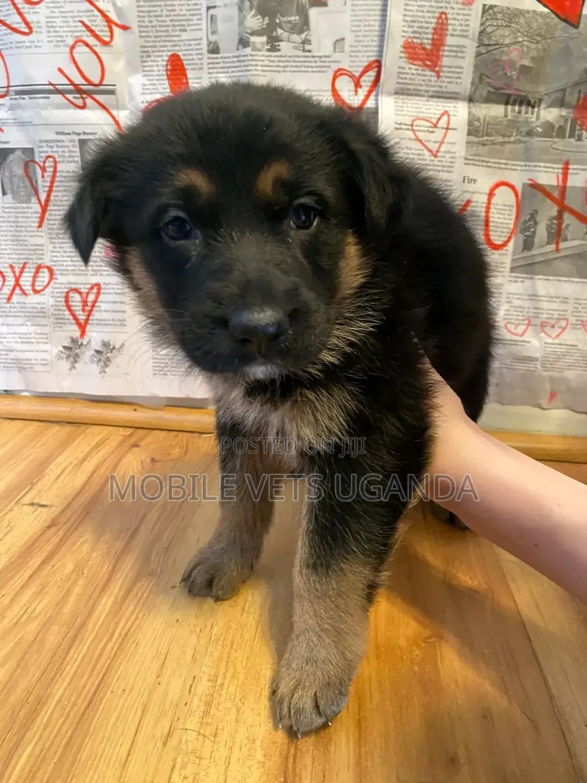 1-3 months Male Purebred German Shepherd