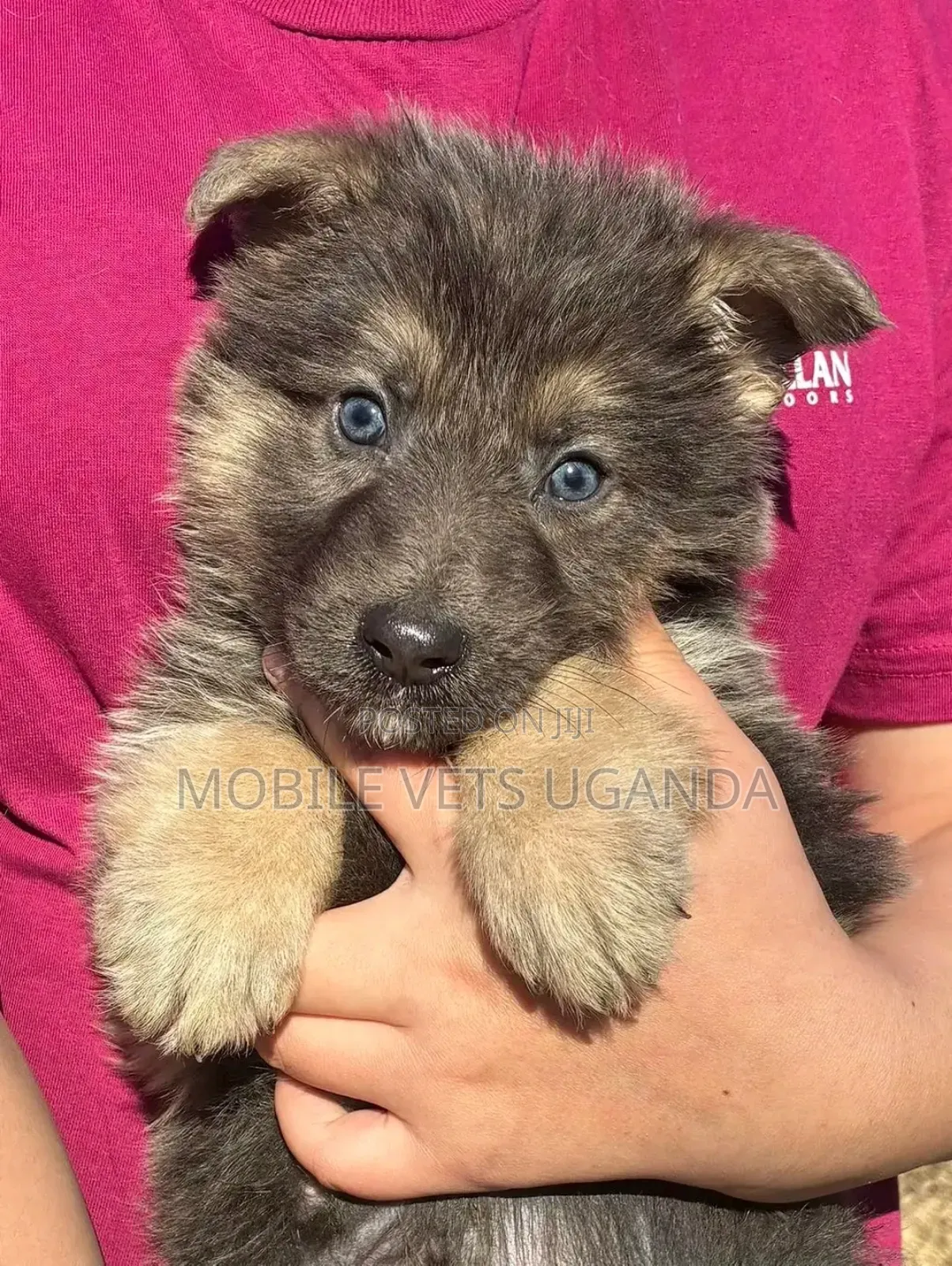 1-3 months Male Purebred Siberian Husky