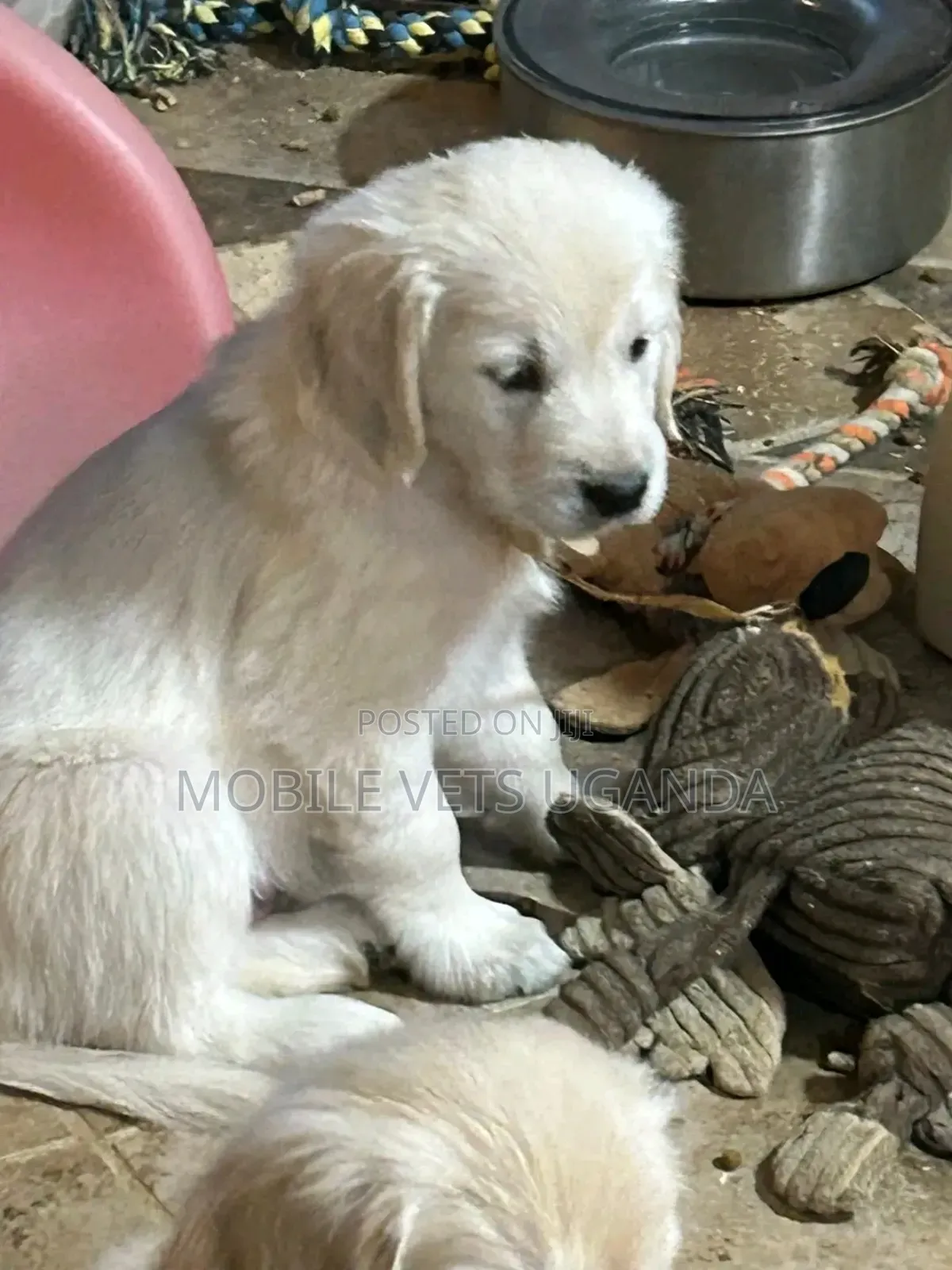 3-6 months Male Purebred Golden Retriever
