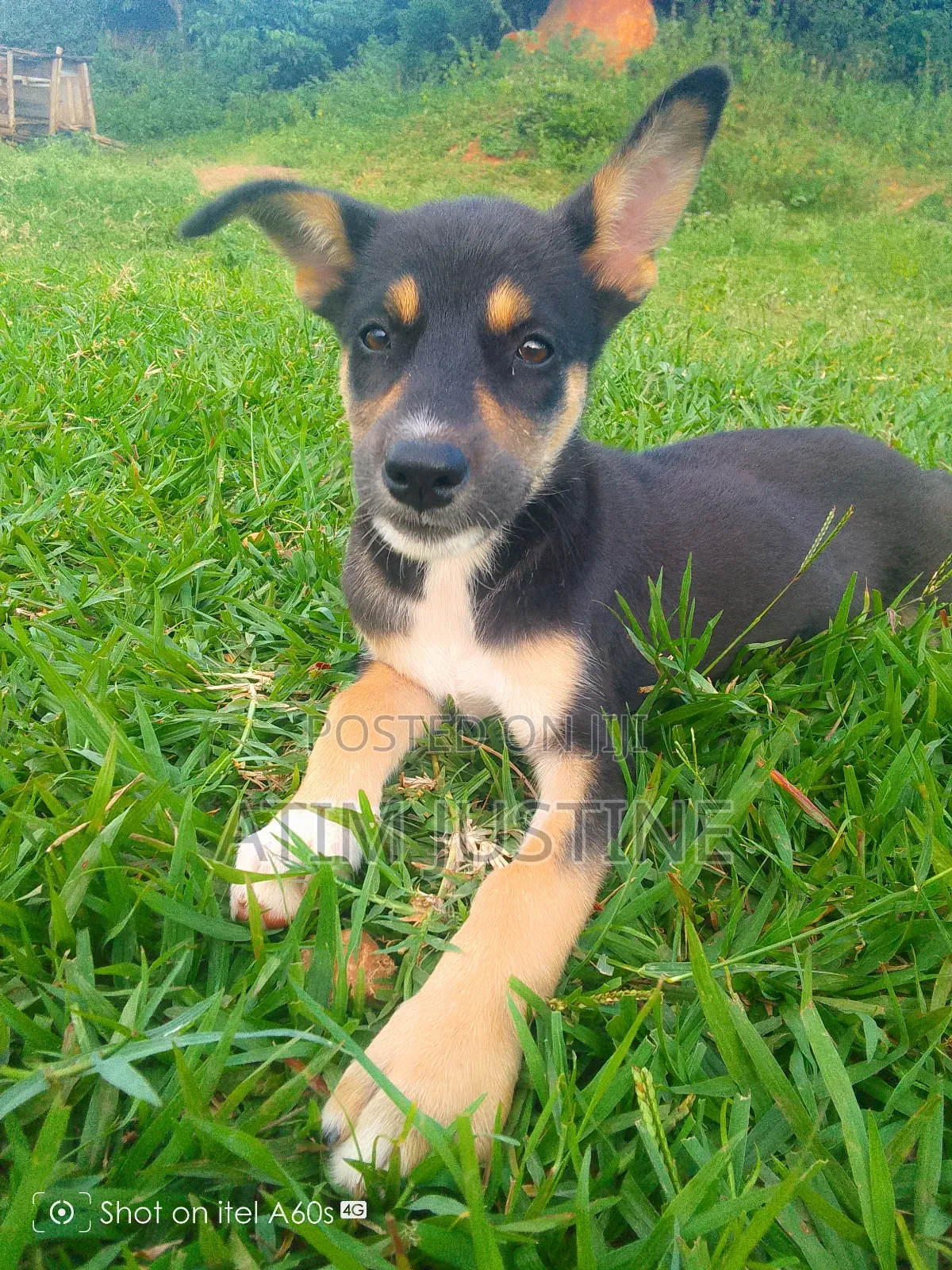 1-3 months Female Mixed Breed German Shepherd