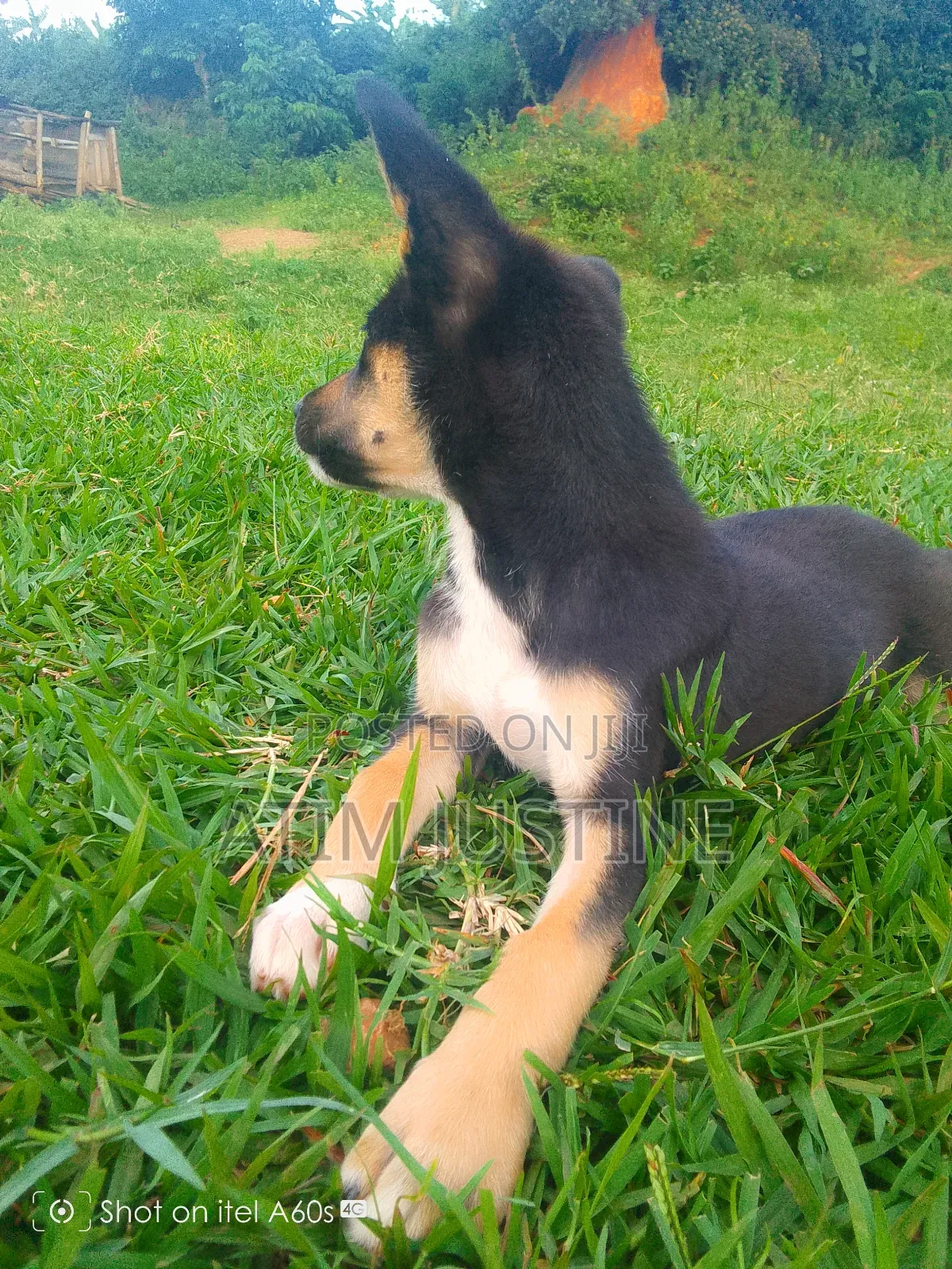 1-3 months Female Mixed Breed German Shepherd