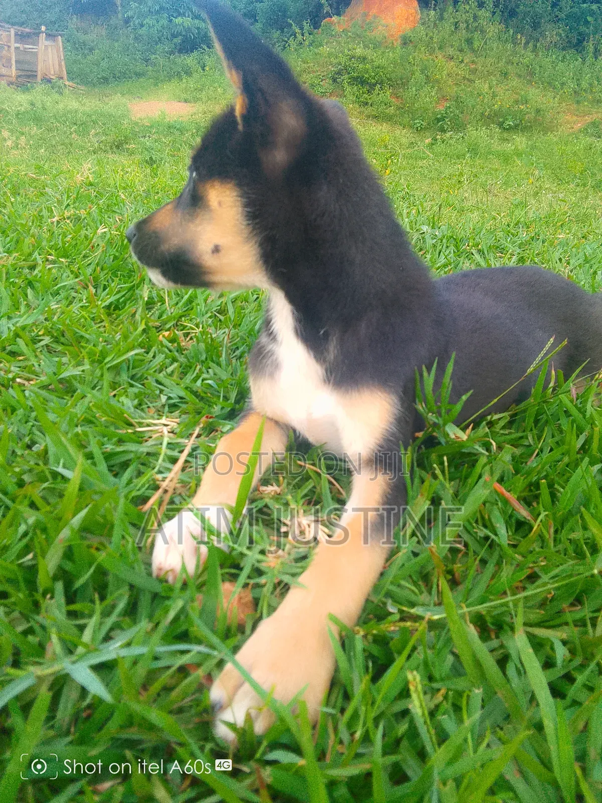 1-3 months Female Mixed Breed German Shepherd