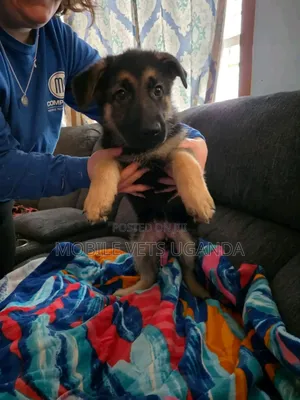 1-3 months Male Purebred German Shepherd