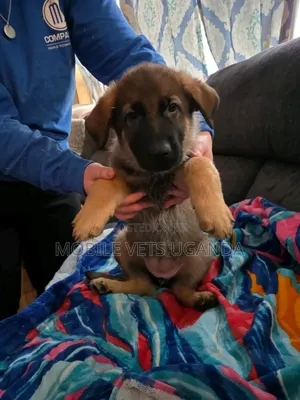 0-1 month Female Purebred German Shepherd