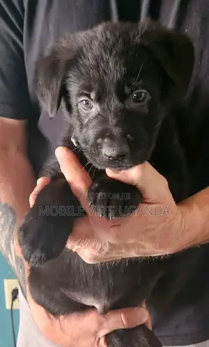 1-3 months Female Purebred German Shepherd