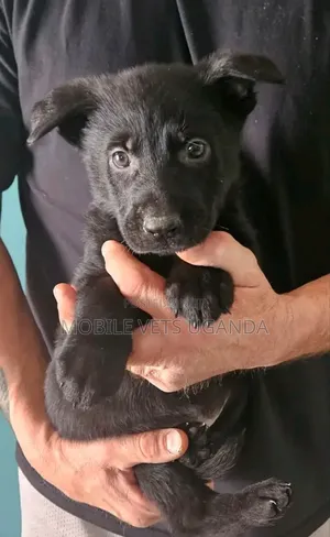 1-3 months Female Purebred German Shepherd