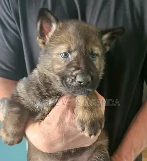 3-6 months Male Purebred German Shepherd