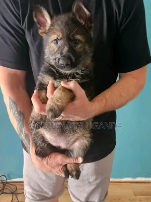1-3 months Female Purebred German Shepherd