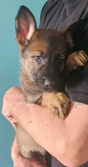 0-1 month Female Purebred German Shepherd