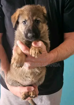 1-3 months Male Purebred German Shepherd