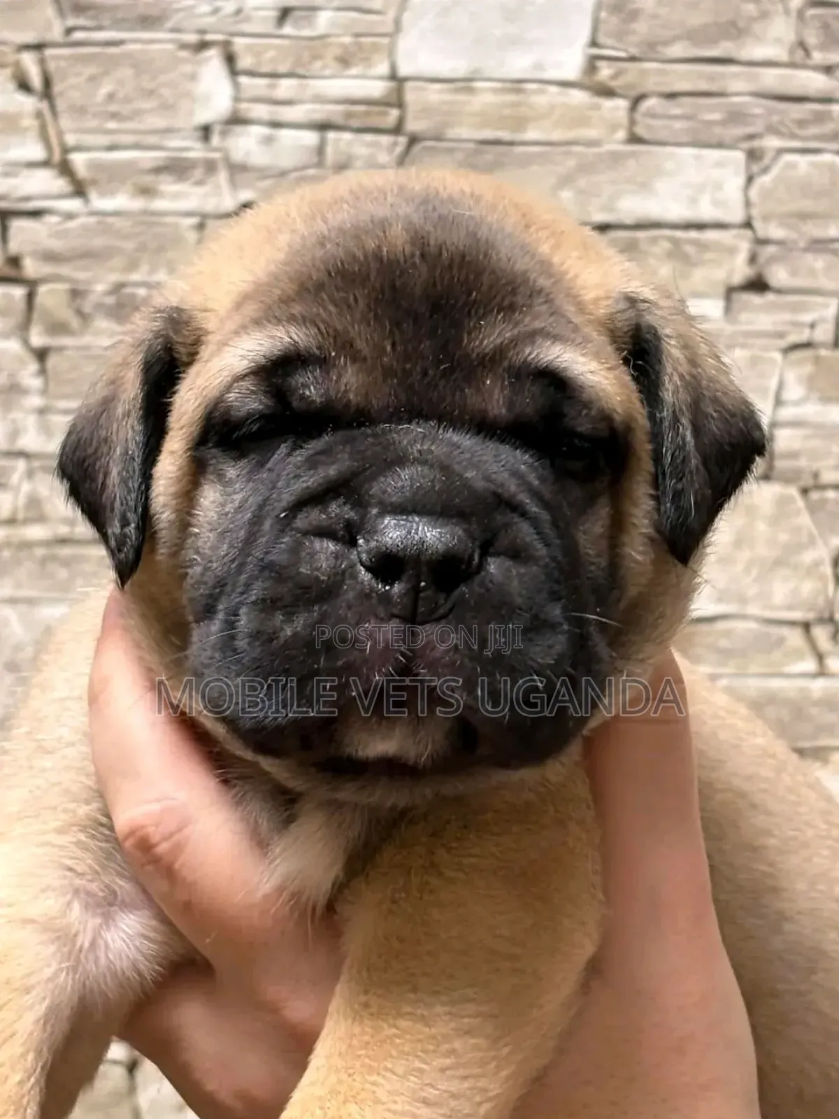 1-3 months Female Purebred Boerboel