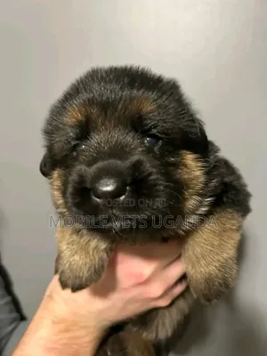 1-3 months Male Purebred German Shepherd