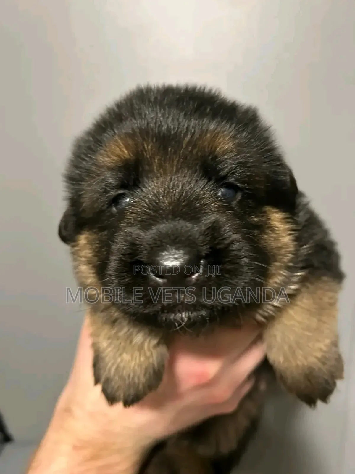 1-3 months Female Purebred German Shepherd