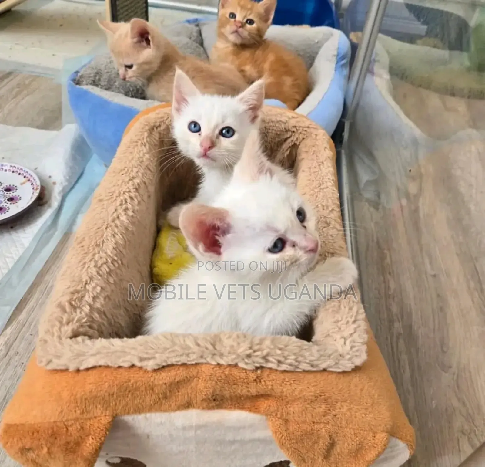 1-3 months Female Purebred British Shorthair