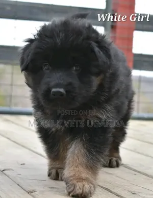 1-3 months Male Purebred German Shepherd