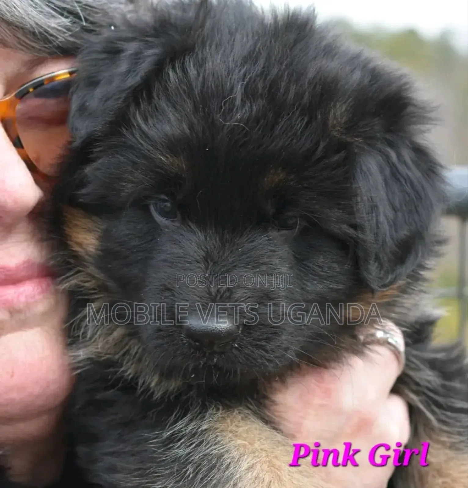 1-3 months Male Purebred German Shepherd