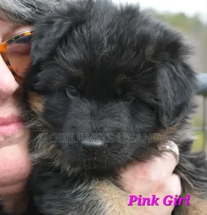 1-3 months Male Purebred German Shepherd