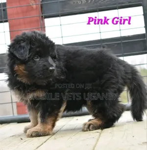 1-3 months Female Purebred German Shepherd
