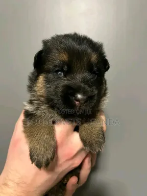 1-3 months Female Purebred German Shepherd