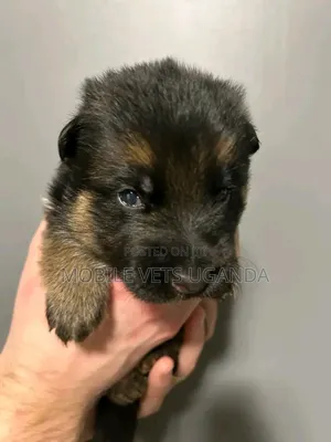 1-3 months Female Purebred German Shepherd