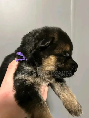 0-1 month Female Purebred German Shepherd