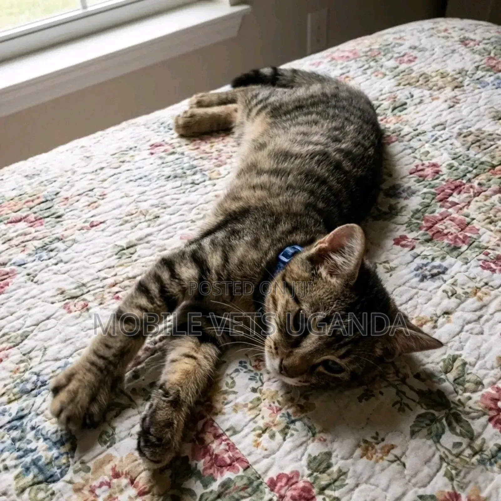 0-1 month Female Purebred Balinese