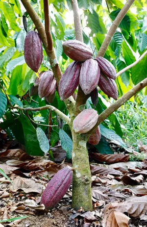 Best Cocoa Seedlings Variety