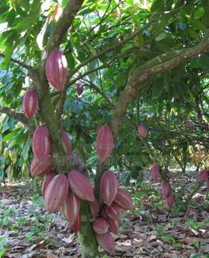 Best Cocoa Seedlings Variety