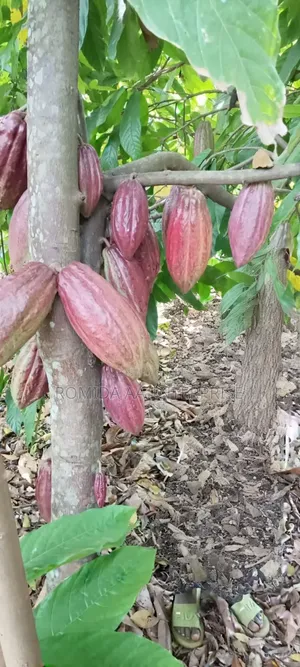 Best Cocoa Seedlings Variety